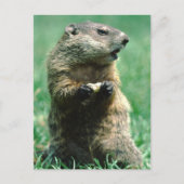 Groundhog Eating Peanut Briefkaart (Voorkant)