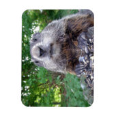Groundhog Flexi magnet 3 x 4 Magneet (Verticaal)