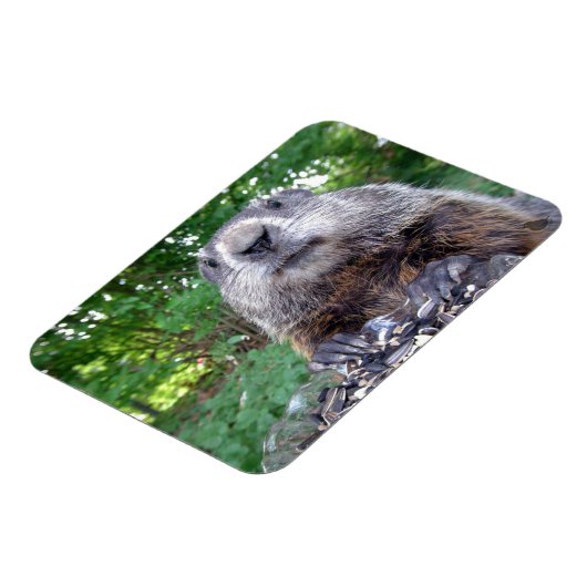 Groundhog Flexi magnet 3 x 4 Magneet (Linkerzijde)