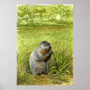 Groundhog in het gras poster