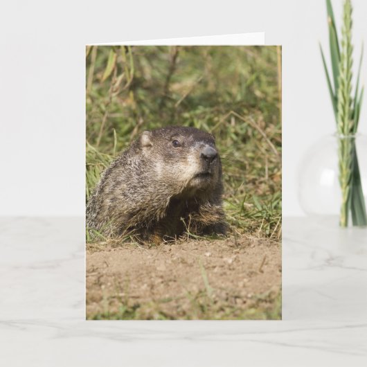 Groundhog Kaart (Voorkant)