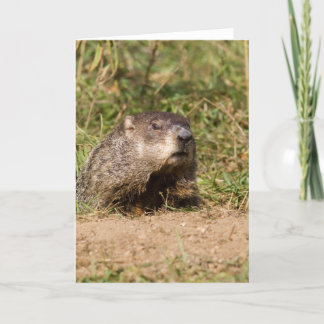 Groundhog Kaart