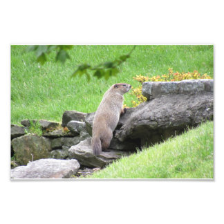 Groundhog op Rocks Photo Print Poster