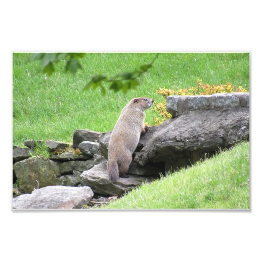 Groundhog op Rocks Photo Print Poster (Voorkant)