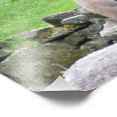 Groundhog op Rocks Photo Print Poster (Hoek)