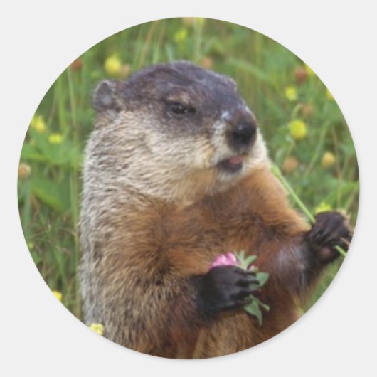 Groundhog Pose Sticker - Dichterbij (Voorkant)
