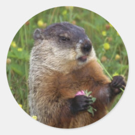Groundhog Pose Sticker - Dichterbij