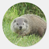 Groundhog Sticker (Voorkant)