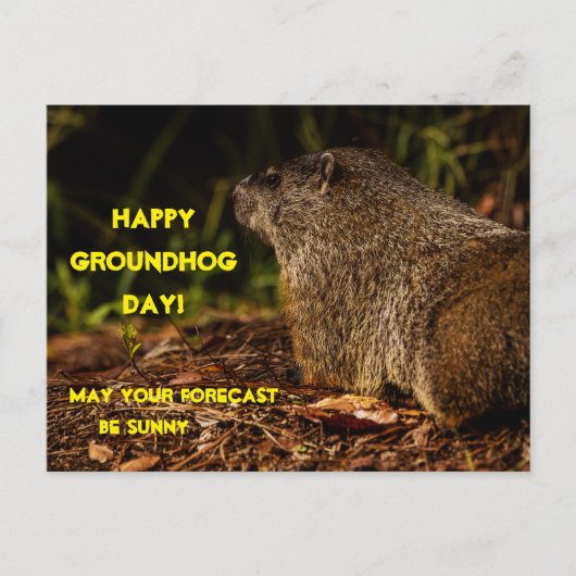 Groundhog Sunny Briefkaart (Voorkant)