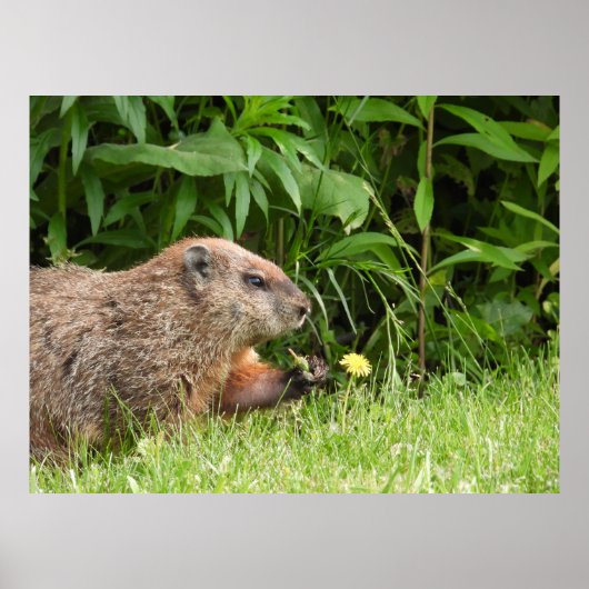Groundhog / Woodchuck Holding a Dandelion Poster (Voorkant)