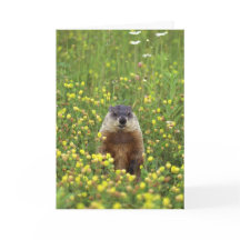 Groundhogs-regelkaart