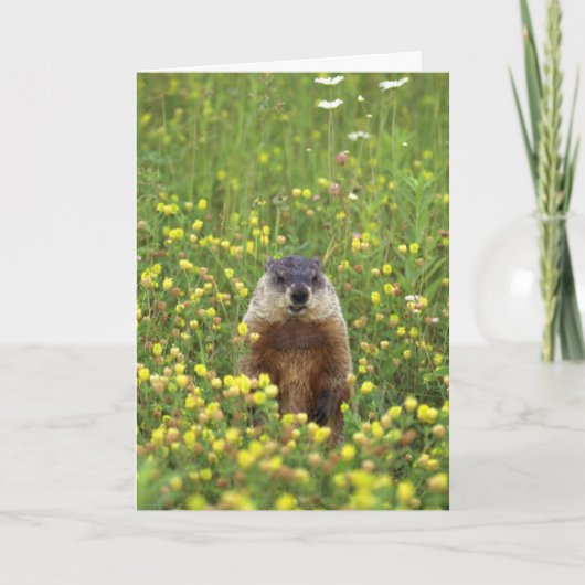 Groundhogs-regelkaart Kaart (Voorkant)
