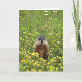Groundhogs-regelkaart Kaart