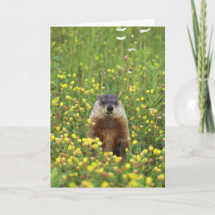 Groundhogs-regelkaart Kaart