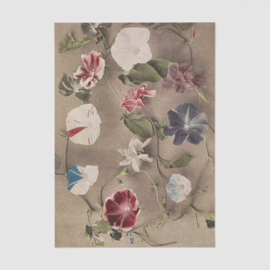 Group of Morning Glories by Ogawa Kazumasa Tissuepapier (Voorkant)