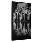 Group of Plains Zebra Drink Together at Night Klembord (Rechts)