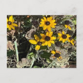 Group of Yellow Flowers Postcard Briefkaart (Voorkant)