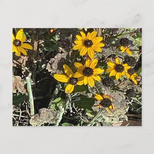 Group of Yellow Flowers Postcard Briefkaart (Voorkant)