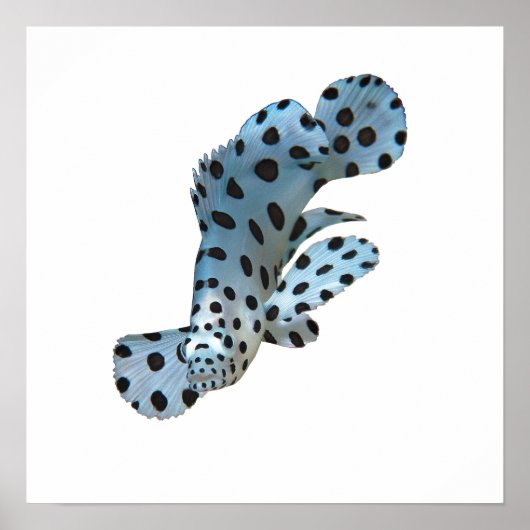 Grouper - Abstract Design - Knip uit een foto | Poster (Voorkant)