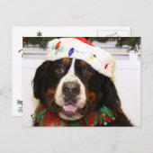 Grover - de Hond van de Berg Bernese Feestdagenkaart (Voorkant / Achterkant)