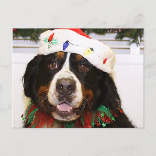 Grover - de Hond van de Berg Bernese Feestdagenkaart (Voorkant)