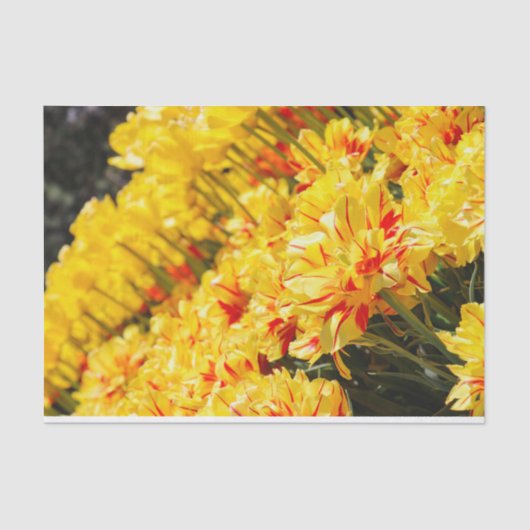 Growing in Gold  Tissuepapier (Voorkant)