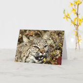 Growling Bobcat Kaart (Gele Bloem)