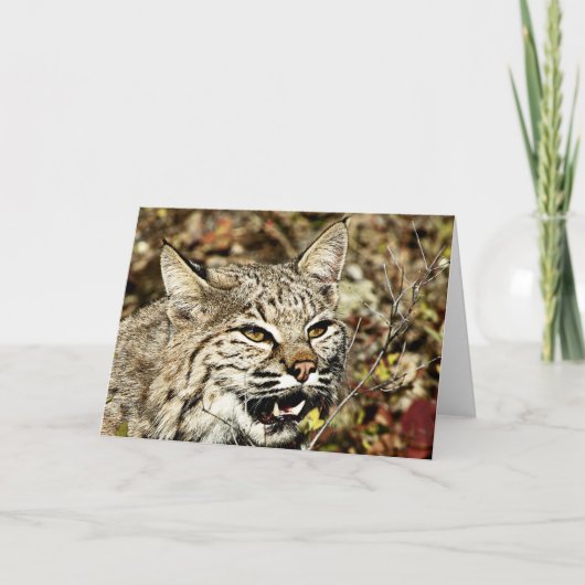 Growling Bobcat Kaart (Voorkant)