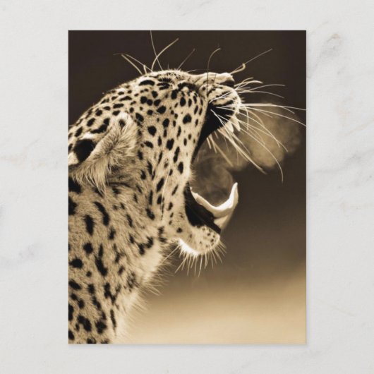 Growling Leopard Briefkaart (Voorkant)