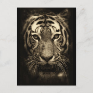 Growling Tiger Face in Sepia Tones Briefkaart