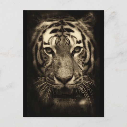 Growling Tiger Face in Sepia Tones Briefkaart (Voorkant)