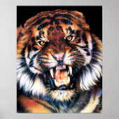 Growling Tiger Poster (Voorkant)