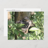 Grumpy Bird Briefkaart (Voorkant / Achterkant)