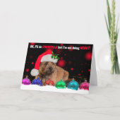 Grumpy Border Terrier Dog Wearing A Santa Hat, Wit Feestdagen Kaart (Voorkant)