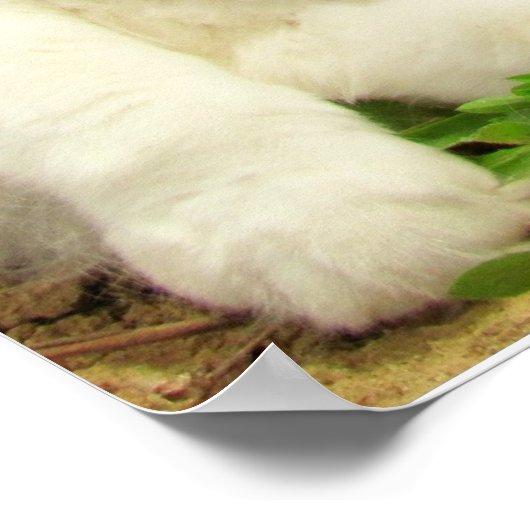 Grumpy Calico Cat Drama Sarcasm Poster (Hoek)