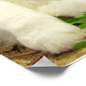 Grumpy Calico haat alles behalve Rocks Poster (Hoek)