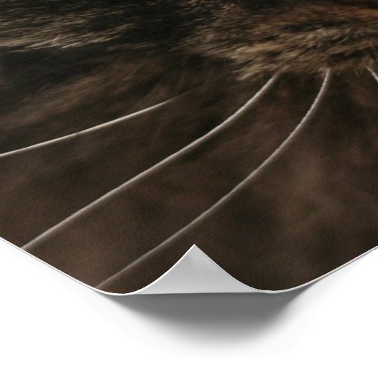 Grumpy Cat Poster (Hoek)