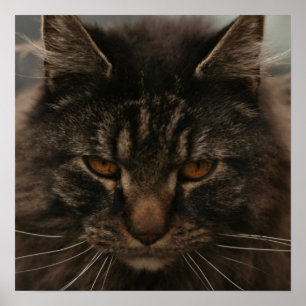 Grumpy Cat Poster