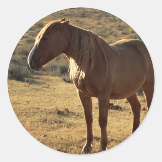 Grumpy Chestnut Ronde Sticker (Voorkant)