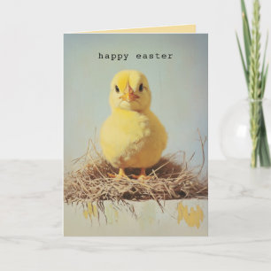 Grumpy Chick in het nest