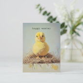 Grumpy Chick in het nest Briefkaart (Staand voorkant)