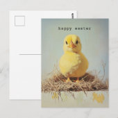 Grumpy Chick in het nest Briefkaart (Voorkant / Achterkant)