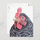 Grumpy Chicken Funny Frowning Hen Photo Briefkaart (Voorkant / Achterkant)