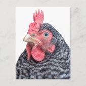 Grumpy Chicken Funny Frowning Hen Photo Briefkaart (Voorkant)