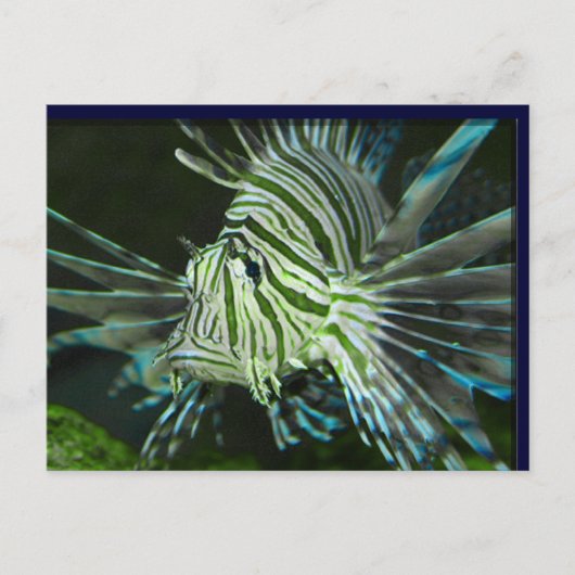 Grumpy Fish Briefkaart (Voorkant)