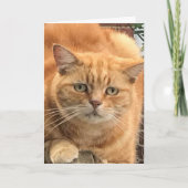 Grumpy Ginger Cat Kaart (Voorkant)