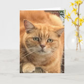 Grumpy Ginger Cat Kaart (Gele Bloem)