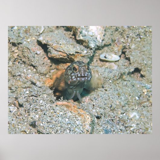 Grumpy Jawfish Poster (Voorkant)