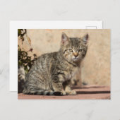 Grumpy Kitten Briefkaart (Voorkant / Achterkant)