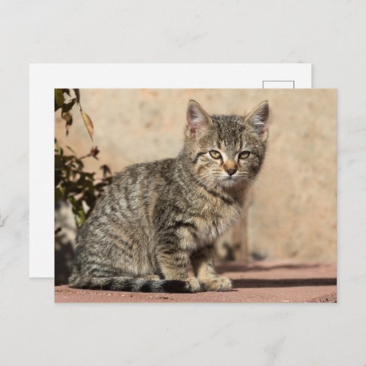 Grumpy Kitten Briefkaart (Voorkant / Achterkant)